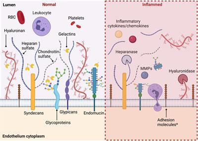 Update on the Role of the Endothelial Glycocalyx in Angiogenesis and Vascular Inflammation